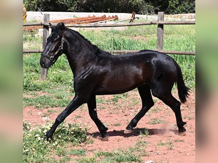 Minorchino Stallone 2 Anni 159 cm Morello in Menorca
