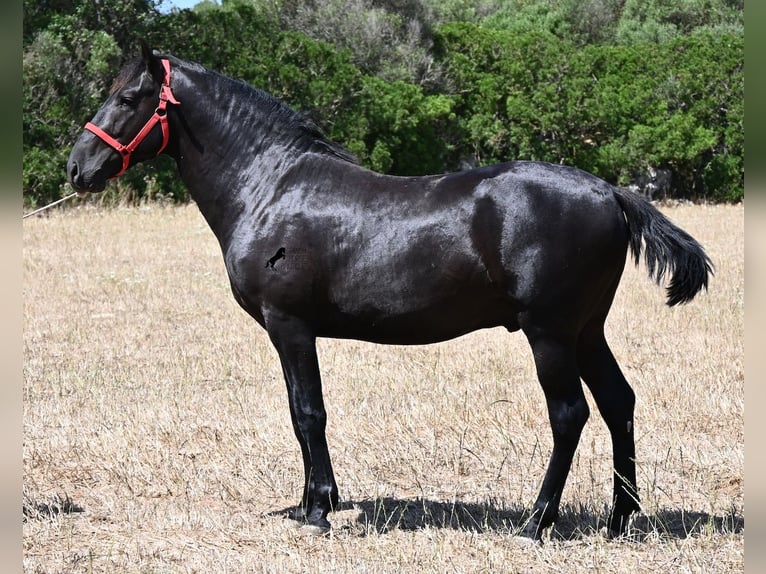 Minorchino Stallone 2 Anni 160 cm Morello in Menorca