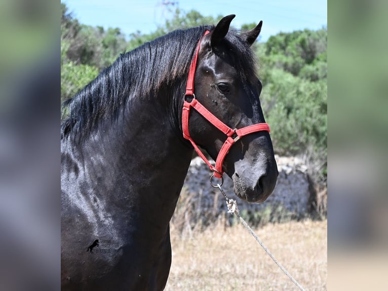 Minorchino Stallone 2 Anni 160 cm Morello in Menorca