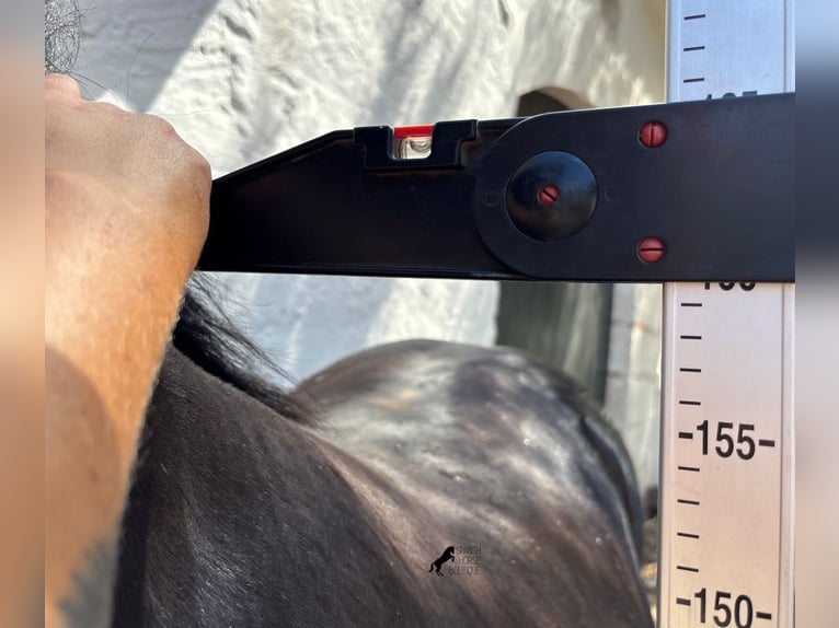 Minorchino Stallone 2 Anni 160 cm Morello in Menorca