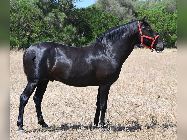 Minorchino Stallone 2 Anni 160 cm Morello in Menorca