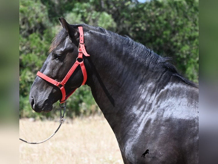 Minorchino Stallone 2 Anni 160 cm Morello in Menorca