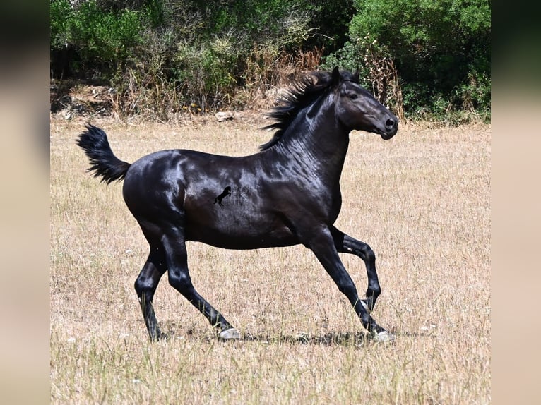 Minorchino Stallone 2 Anni 160 cm Morello in Menorca
