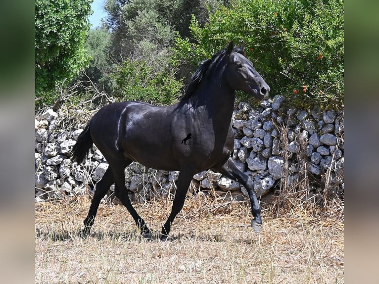 Minorchino Stallone 2 Anni 160 cm Morello in Menorca