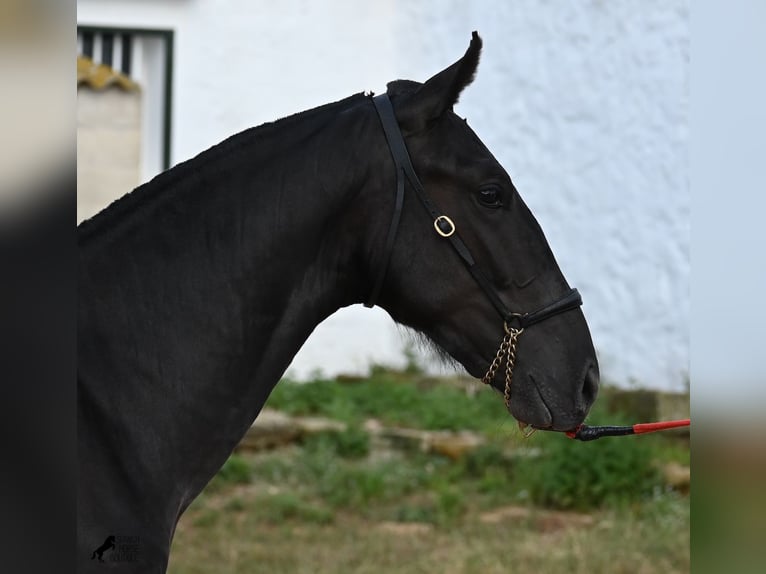 Minorchino Stallone 2 Anni 160 cm Morello in Menorca