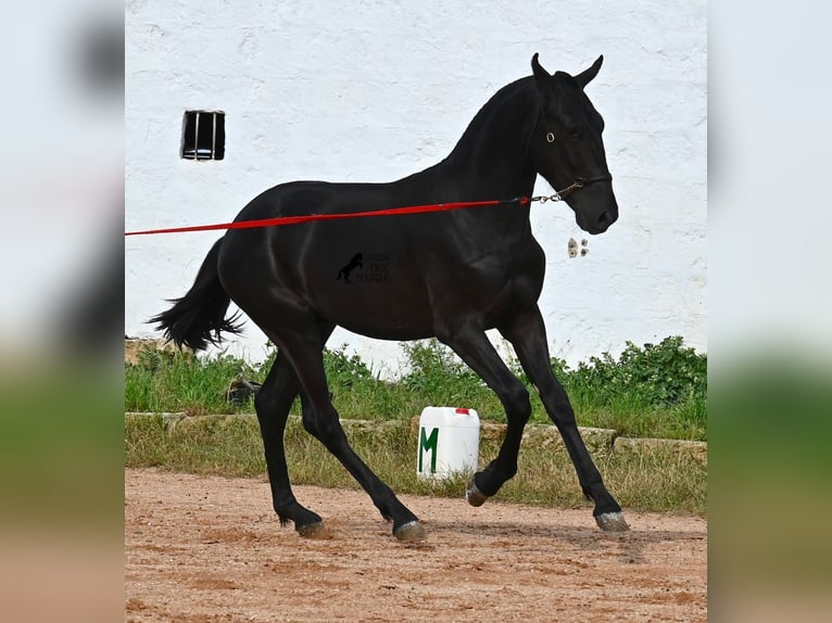 Minorchino Stallone 2 Anni 160 cm Morello in Menorca