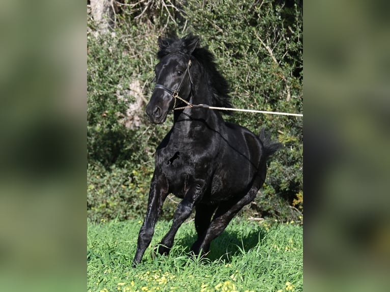 Minorchino Stallone 2 Anni 160 cm Morello in Menorca