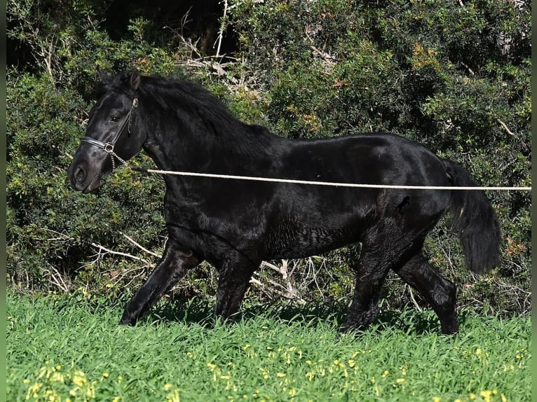Minorchino Stallone 2 Anni 160 cm Morello in Menorca