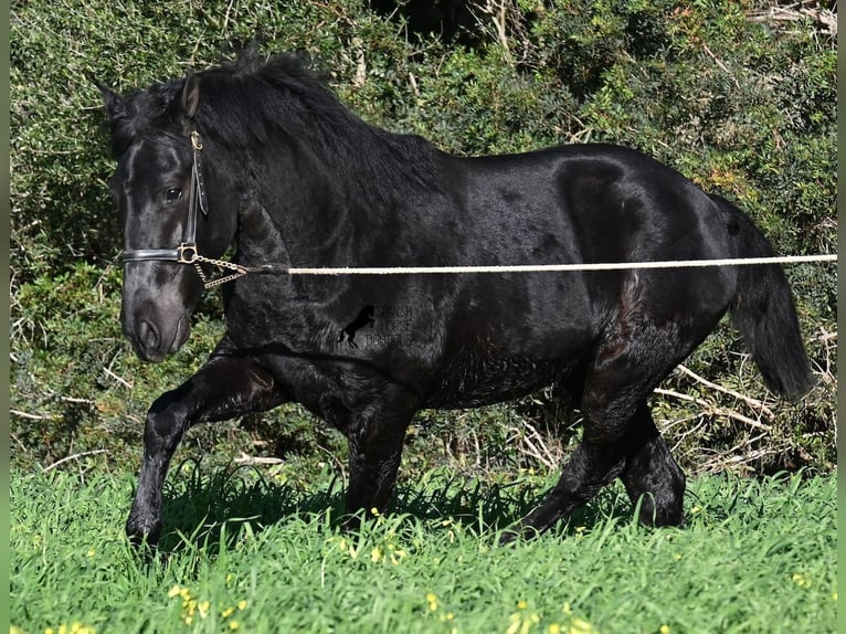 Minorchino Stallone 2 Anni 160 cm Morello in Menorca