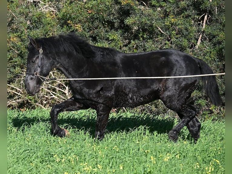 Minorchino Stallone 2 Anni 160 cm Morello in Menorca