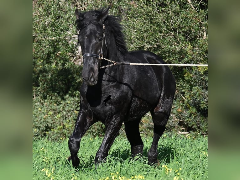 Minorchino Stallone 2 Anni 160 cm Morello in Menorca