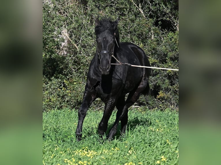 Minorchino Stallone 2 Anni 160 cm Morello in Menorca