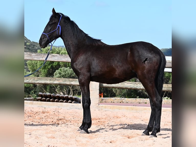 Minorchino Stallone 2 Anni 162 cm Morello in Menorca