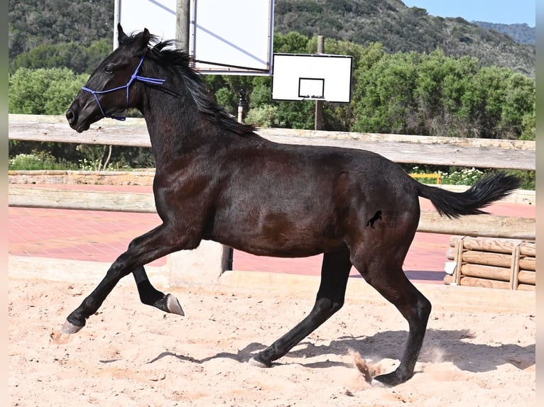 Minorchino Stallone 2 Anni 162 cm Morello in Menorca