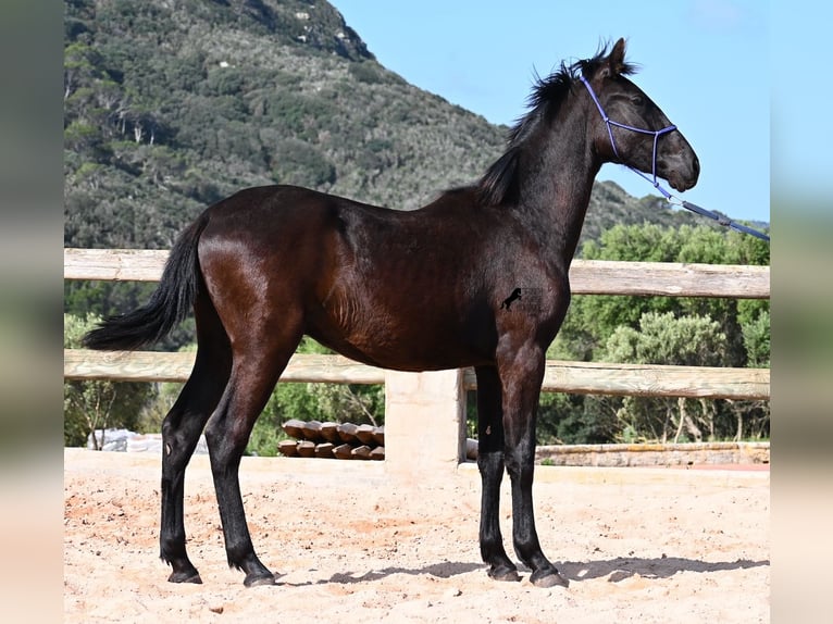 Minorchino Stallone 2 Anni 162 cm Morello in Menorca