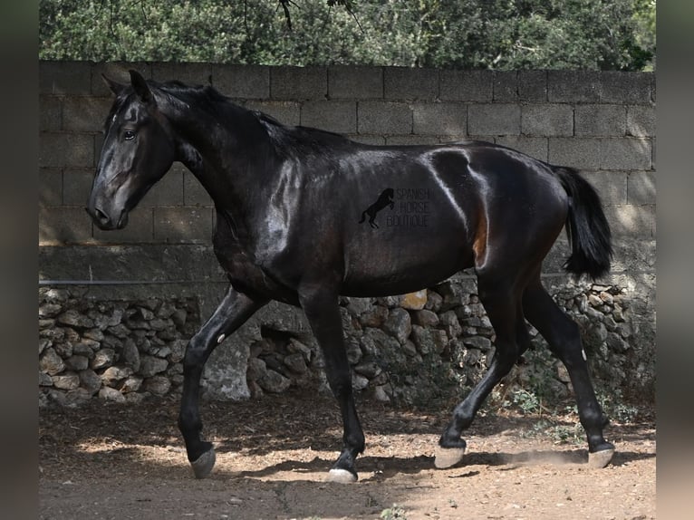 Minorchino Stallone 2 Anni 163 cm Morello in Menorca