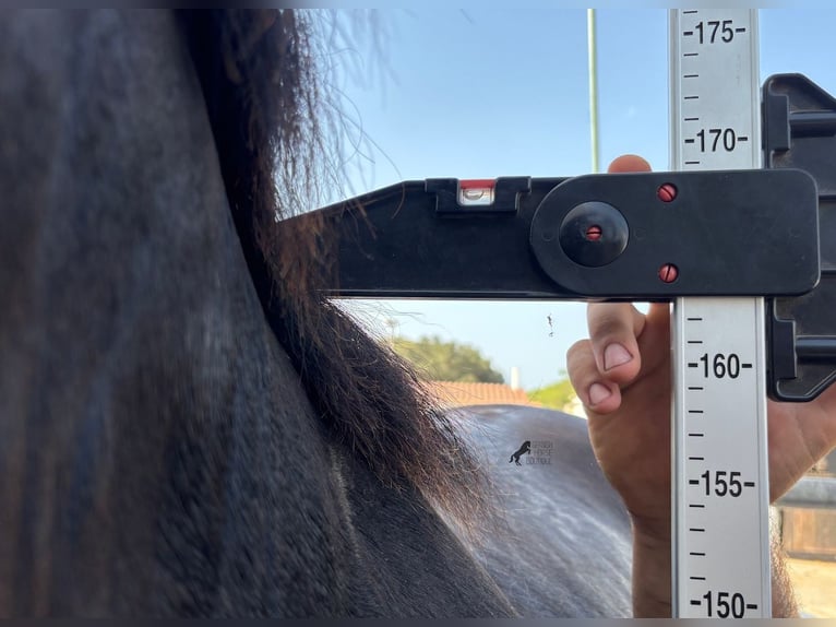 Minorchino Stallone 2 Anni 163 cm Morello in Menorca