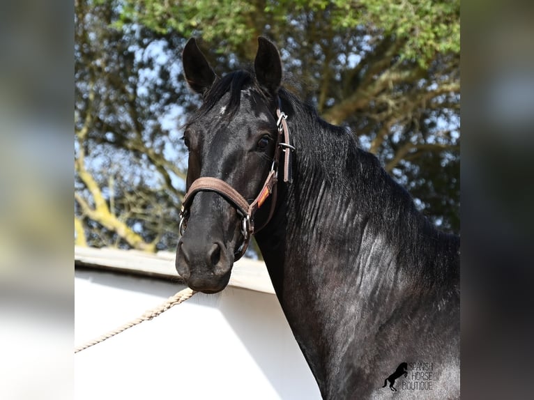Minorchino Stallone 2 Anni 163 cm Morello in Menorca