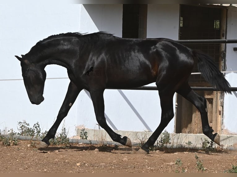 Minorchino Stallone 2 Anni 163 cm Morello in Menorca