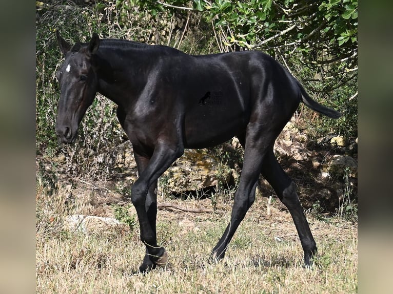 Minorchino Stallone 2 Anni 163 cm Morello in Menorca
