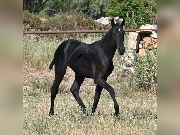 Minorchino Stallone 2 Anni 163 cm Morello in Menorca
