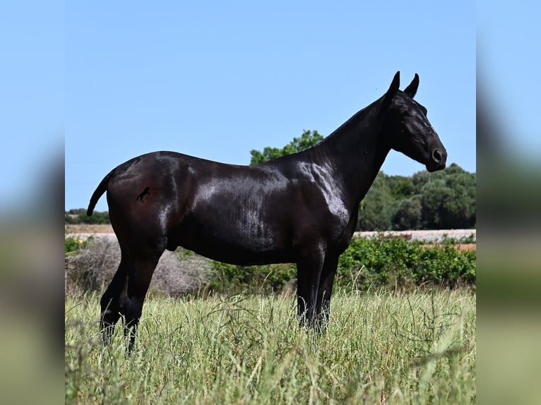 Minorchino Stallone 2 Anni 165 cm Morello in Menorca