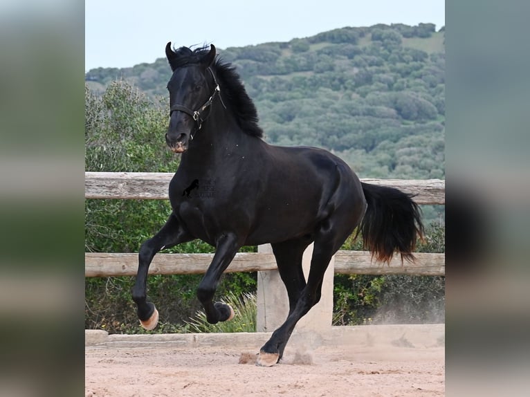 Minorchino Stallone 2 Anni 169 cm Morello in Menorca