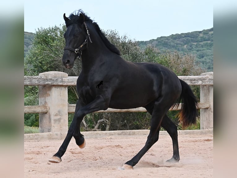 Minorchino Stallone 2 Anni 169 cm Morello in Menorca