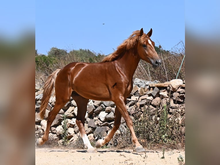Minorchino Mix Stallone 2 Anni 170 cm Sauro in Menorca