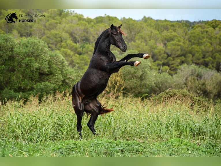 Minorchino Stallone 3 Anni 152 cm in Menorca