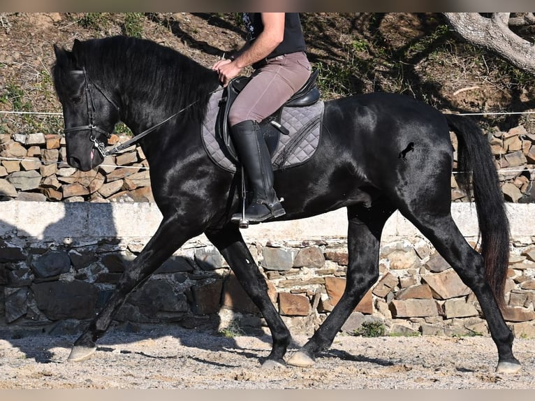 Minorchino Stallone 3 Anni 152 cm Morello in Menorca