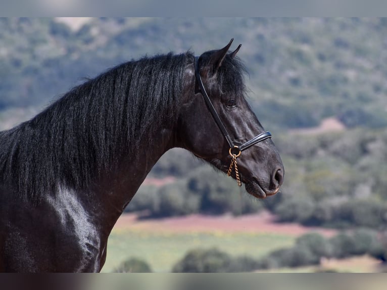 Minorchino Stallone 3 Anni 157 cm in Menorca