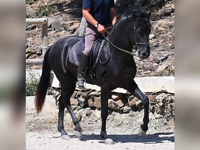 Minorchino Stallone 3 Anni 157 cm Morello in Menorca