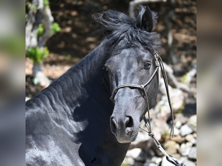 Minorchino Stallone 3 Anni 157 cm Morello in Menorca