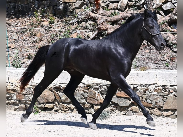 Minorchino Stallone 3 Anni 157 cm Morello in Menorca