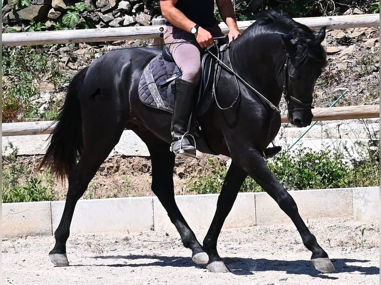 Minorchino Stallone 3 Anni 157 cm Morello in Menorca