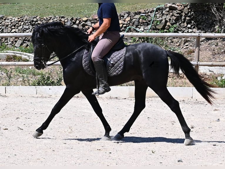 Minorchino Stallone 3 Anni 157 cm Morello in Menorca