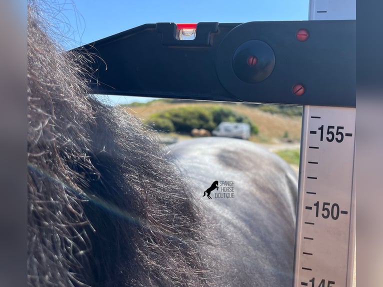 Minorchino Stallone 3 Anni 157 cm Morello in Menorca