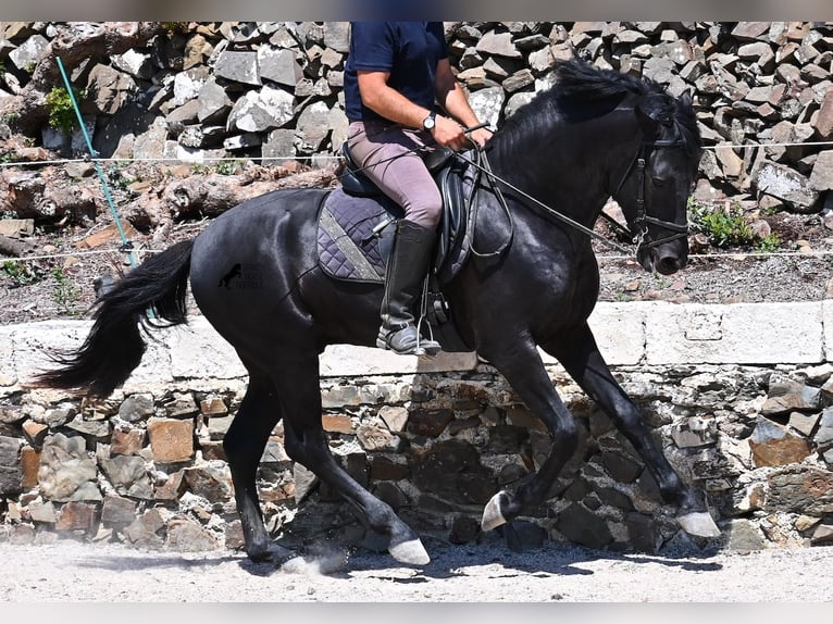 Minorchino Stallone 3 Anni 157 cm Morello in Menorca