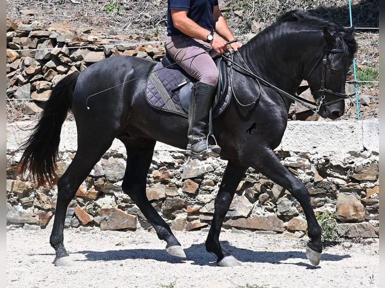 Minorchino Stallone 3 Anni 157 cm Morello in Menorca
