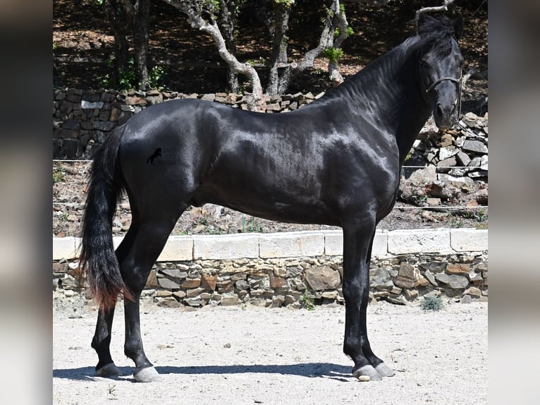 Minorchino Stallone 3 Anni 157 cm Morello in Menorca