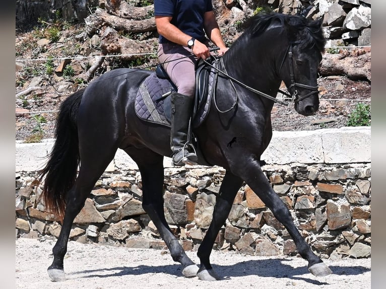 Minorchino Stallone 3 Anni 157 cm Morello in Menorca