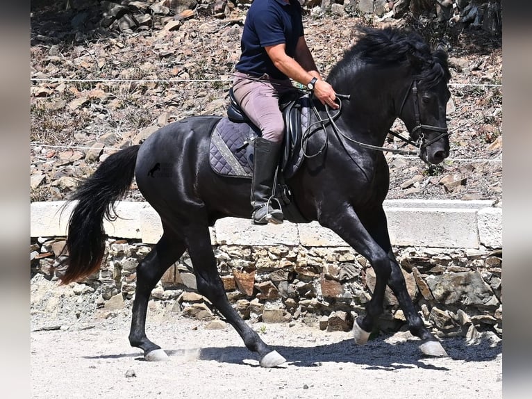 Minorchino Stallone 3 Anni 157 cm Morello in Menorca