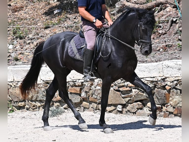 Minorchino Stallone 3 Anni 157 cm Morello in Menorca