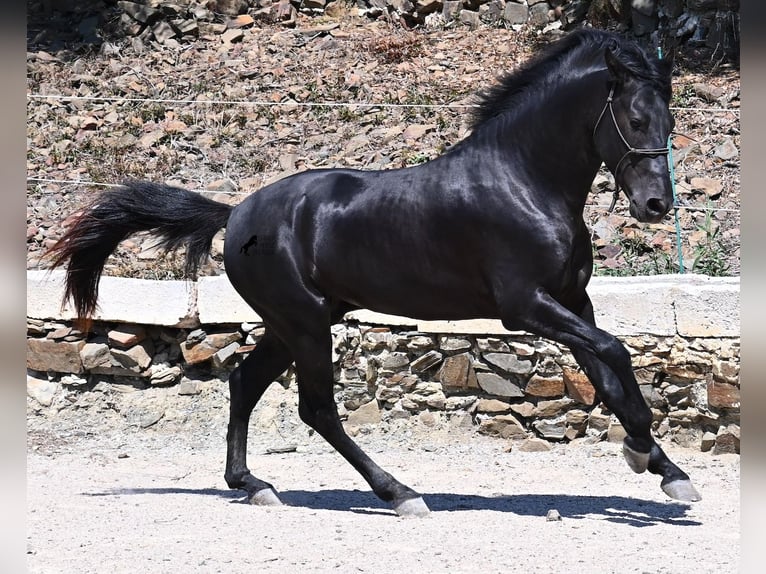Minorchino Stallone 3 Anni 157 cm Morello in Menorca