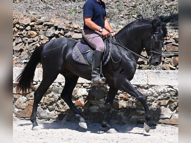 Minorchino Stallone 3 Anni 157 cm Morello in Menorca