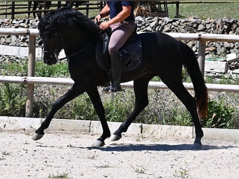 Minorchino Stallone 3 Anni 157 cm Morello in Menorca