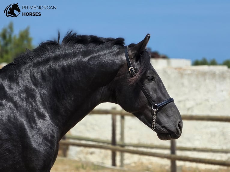 Minorchino Stallone 3 Anni 160 cm Morello in Menorca