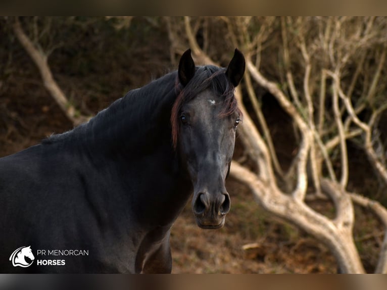 Minorchino Stallone 3 Anni 164 cm Morello in Ciutadella De Menorca