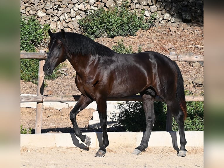 Minorchino Stallone 3 Anni 164 cm Morello in Menorca